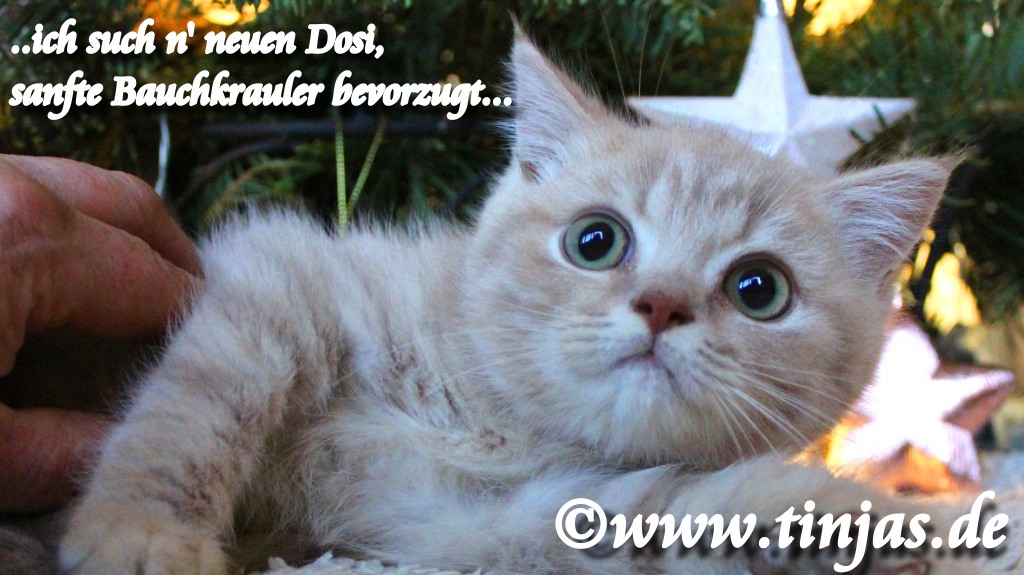 Britisch Kurzhaar Katzenbaby fawn golden shaded
